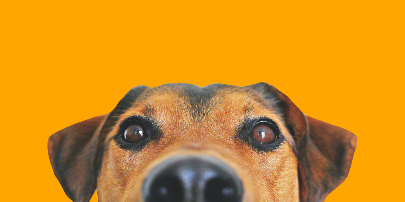 CANINE IMAGE